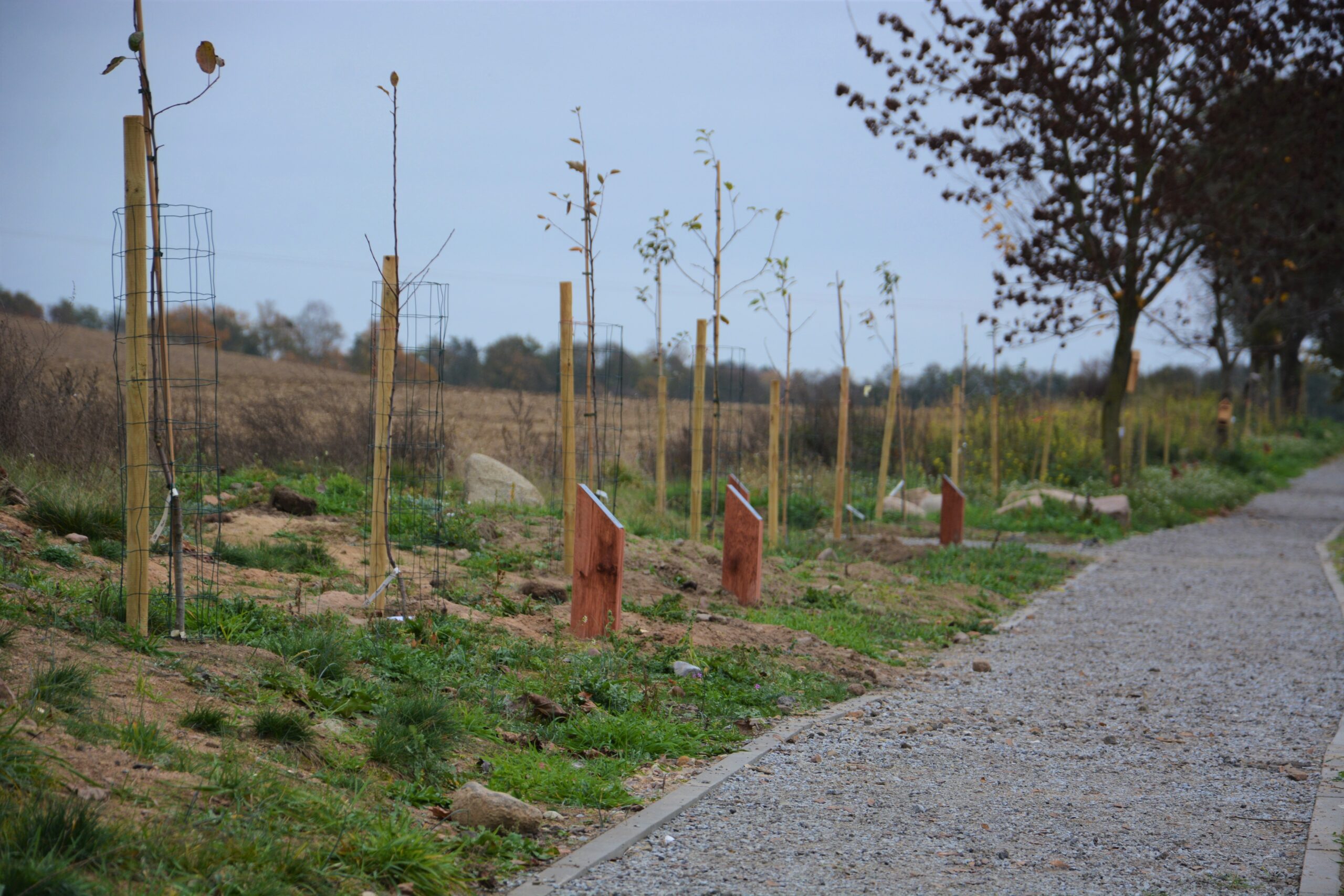 Aleja Jabłoniowa w Wirowie – adopcje drzew w sołectwie