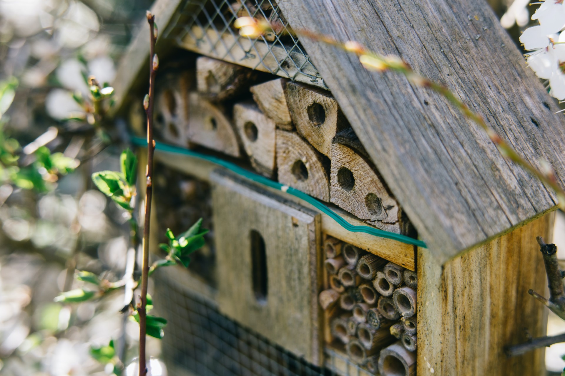 Training in building houses for insects and bees